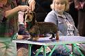 Crufts2011_2 599